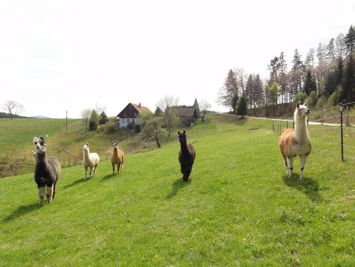 Ferienhaus für 6 Personen, mit Terrasse und Garten sowie Ausblick in Biederbach