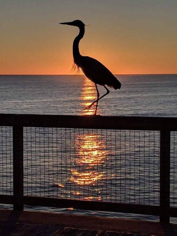 Bee Our Guest: Eph, Close to Downtown and Beach! in Pensacola, Emerald Coast