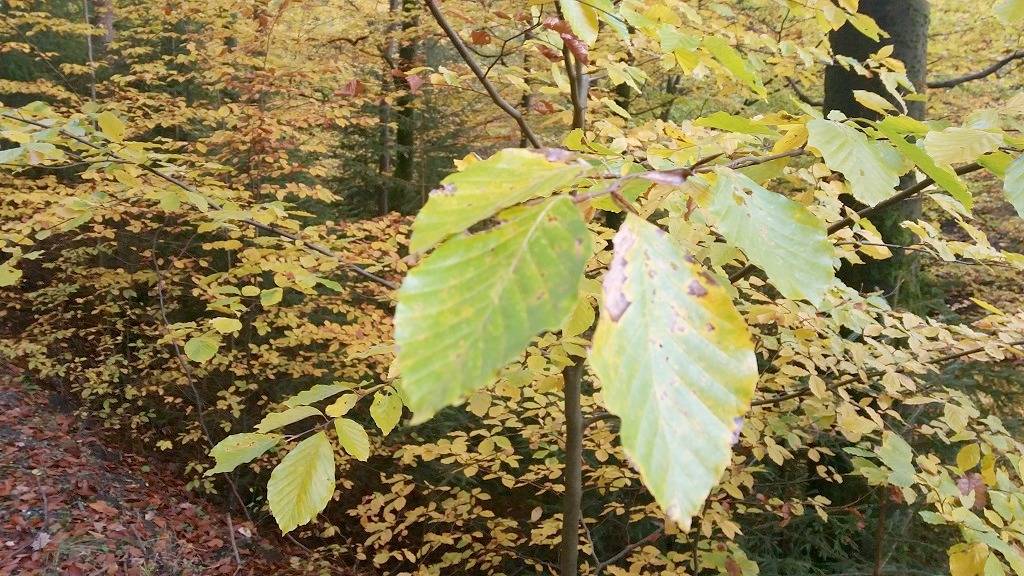 Ganze Wohnung, Ferienhäuser Zur Schäferei - Hirschblick & Rosenhecke mit kostenfreiem Wlan in Mitwitz, Oberfranken