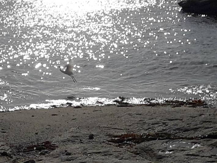 Gîte pour 4 personnes, avec terrasse à Treffiagat - 4