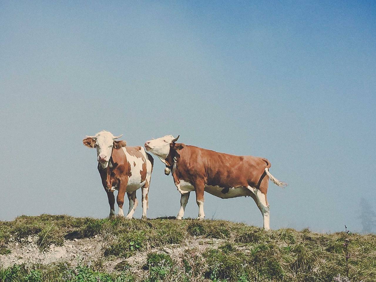 Der Lederer Hof - Boutique Hotel & Apartments - Einzimmer-Apartment Nesterl in Bayerische Alpen