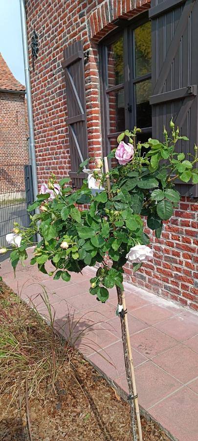 Les roses d'Olga in Belœil, Hainaut