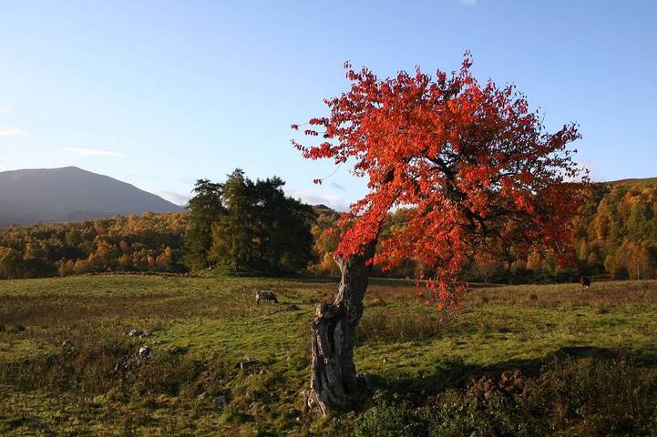 Holiday rental for 9 people, with garden in Perthshire