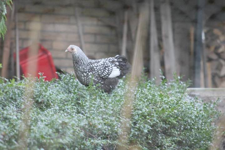 Chambre d’hôte pour 2 personnes, avec jardin et terrasse, animaux acceptés dans Frise - 3