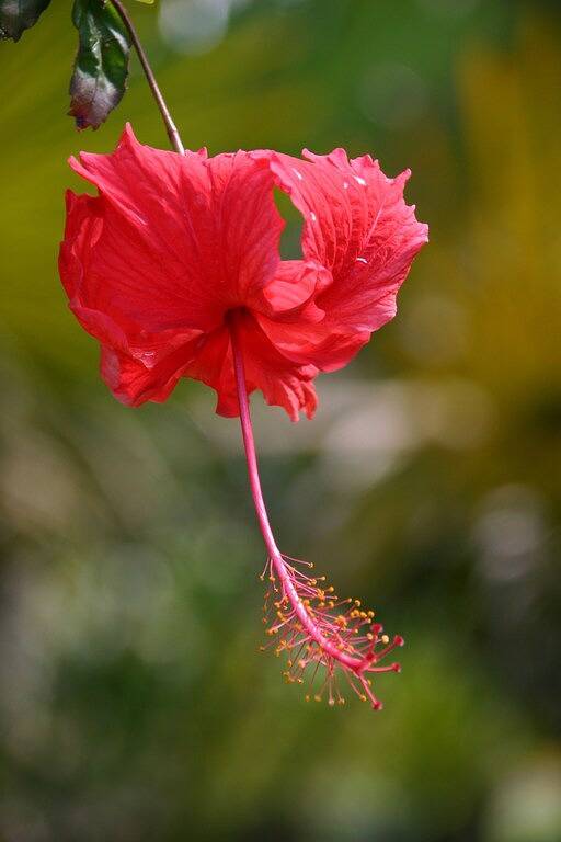 Ganze Wohnung, Schöne und gemütliche Wohnung auf dem städtischen Golfplatz in Hilo in Hilo, South Hilo