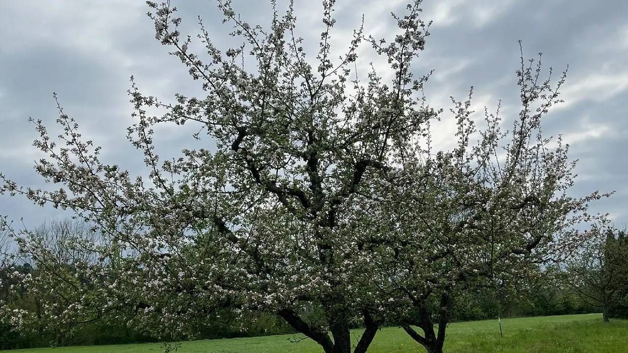 Ganze Ferienwohnung, Ferienwohnung für 4 Personen (70 m²) in Tettnang in Tettnang, Region Bodensee-Oberschwaben
