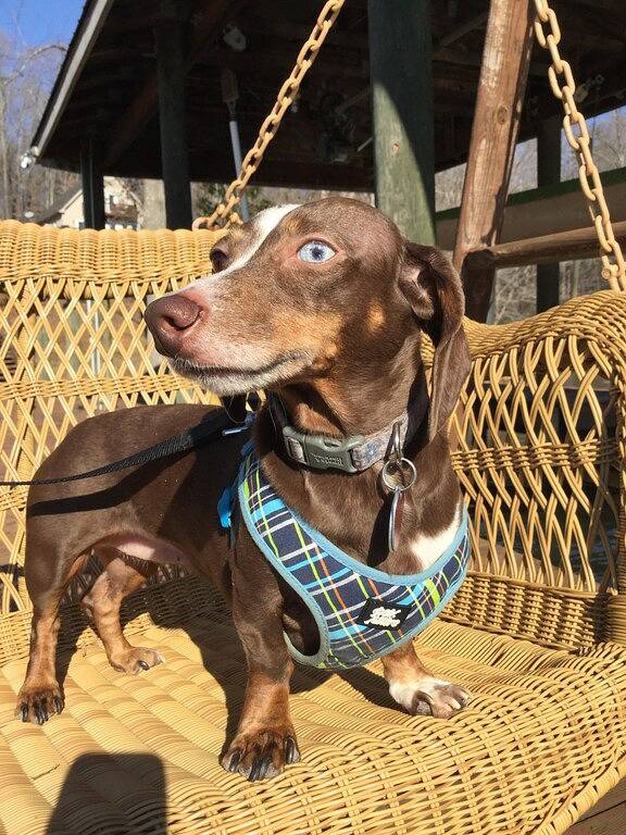 Ort! Ort! Ort! Ruhige Bucht und doch nah an allen Seeaktivitäten! in Smith Mountain Lake