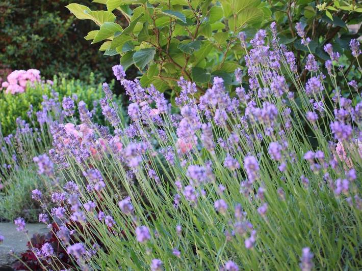 Ferienwohnung für 3 Personen, mit Terrasse und Garten in Waldbröl - 3
