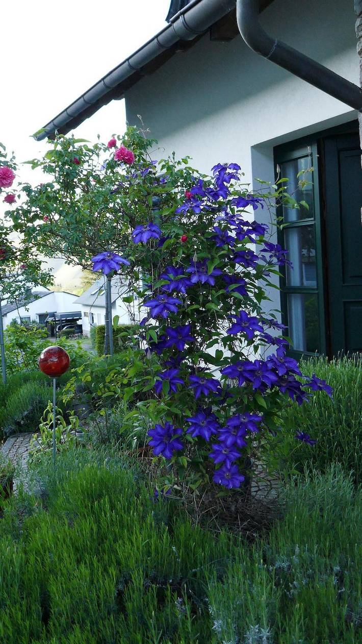 Ferienwohnung für 3 Personen, mit Terrasse und Garten in Traben-Trarbach und Umbegung - 3