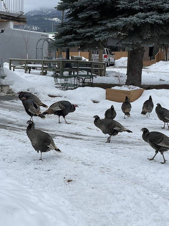 Kitchenette room in beautiful Radium Hot Springs in Radium Hot Springs, Kootenay-Nationalpark