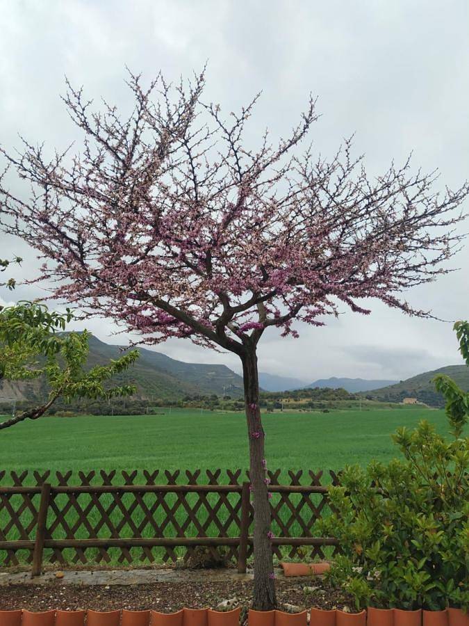 Casa rural para 5 personas, con jardín además de vistas y terraza en Els Ports - 3