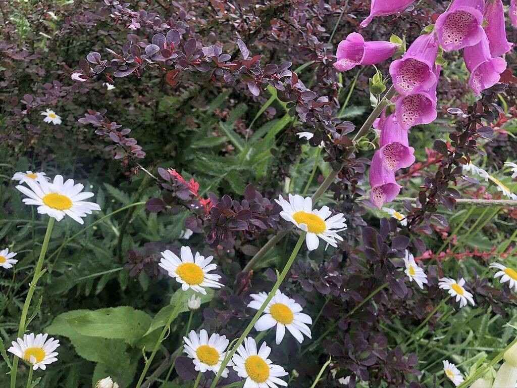 Ganze Wohnung, Mistiso's Place Ferienwohnungen - Silverking Suite in Nelson, Whitewater Ski Resort