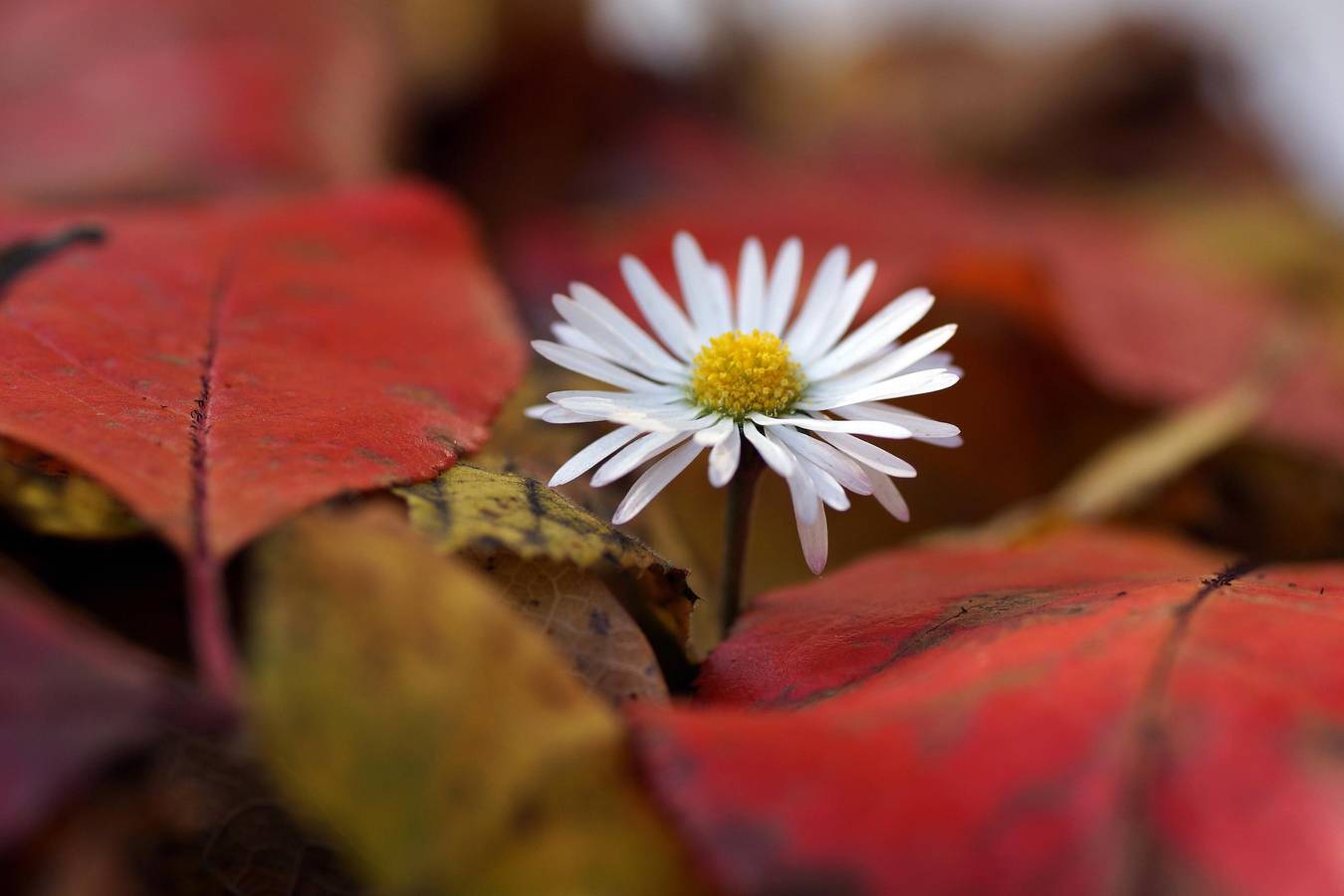 Fewo Karoli - Ferienwohnung 50qm mit Balkon in Waldkirchen, Eastern Bavaria