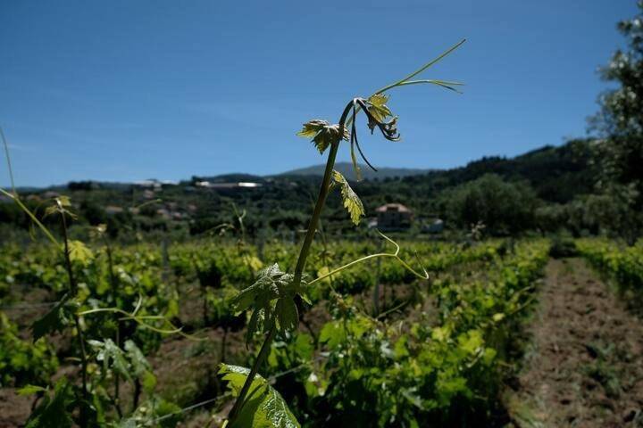 Location de vacances pour 12 personnes, avec jardin ainsi que piscine et vue à Seia - 3
