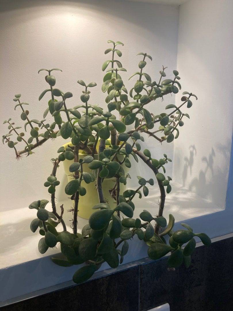 L'Aganisia - Chambre 2 (B) in Perros-Guirec, Côte de Granit Rose