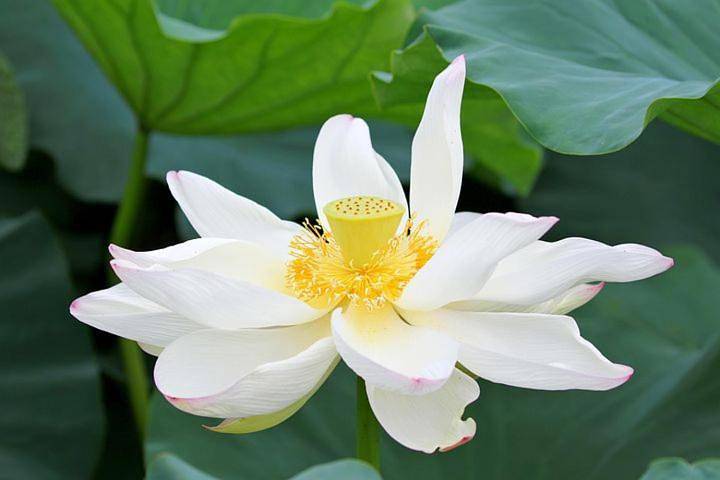 Location de vacances pour 2 personnes, avec vue et jardin à Fauquembergues - 2