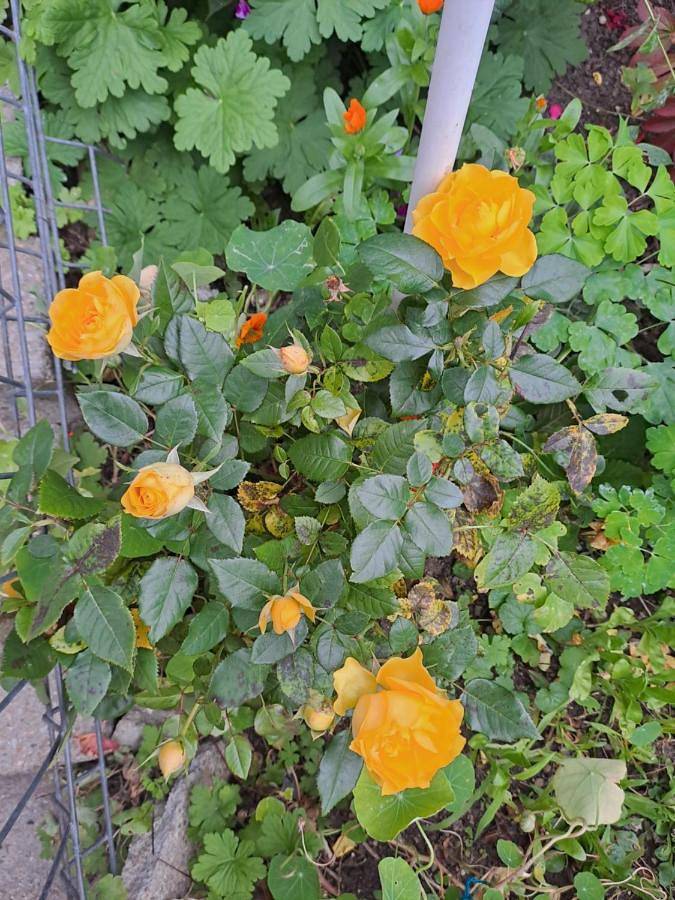 Gîte pour 2 personnes, avec terrasse et vue, animaux acceptés à Sinaia - 2