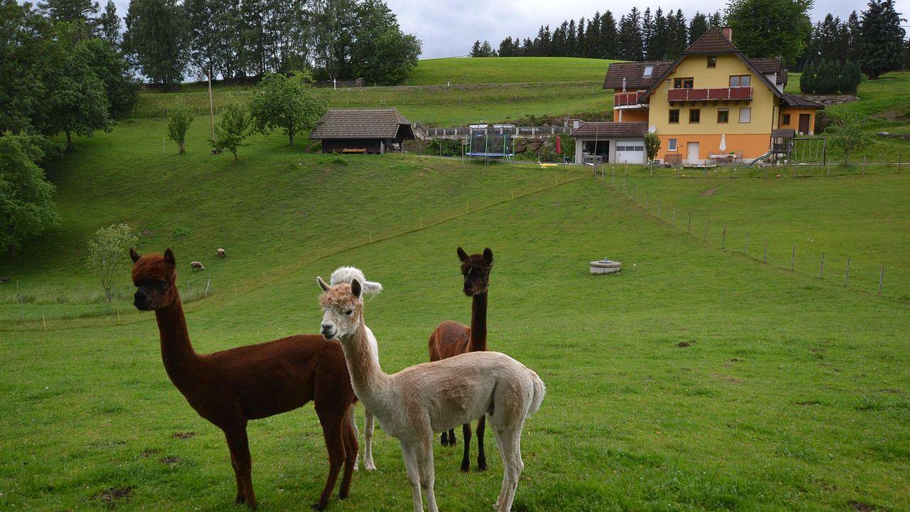 Bauernhof für 8 Personen in St. Jakob im Walde, Steirerland