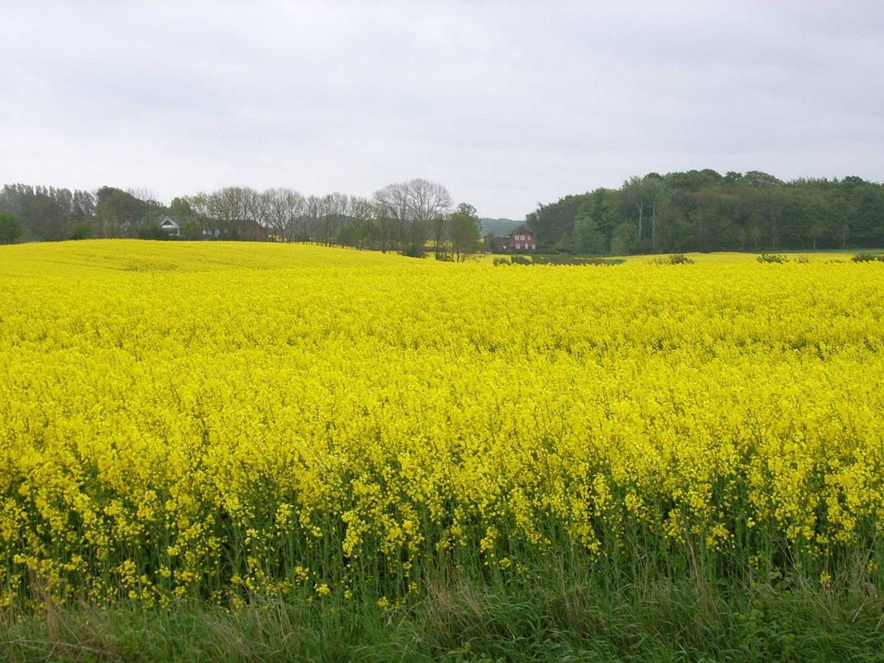 Ganze Ferienwohnung, Ferienhaus See - Igel Fw  Seeschwalbe in Kronsgaard, Schleswig-Flensburg