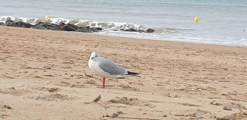 Gîte pour 4 personnes, avec balcon dans Grand Casino de Cabourg - 3