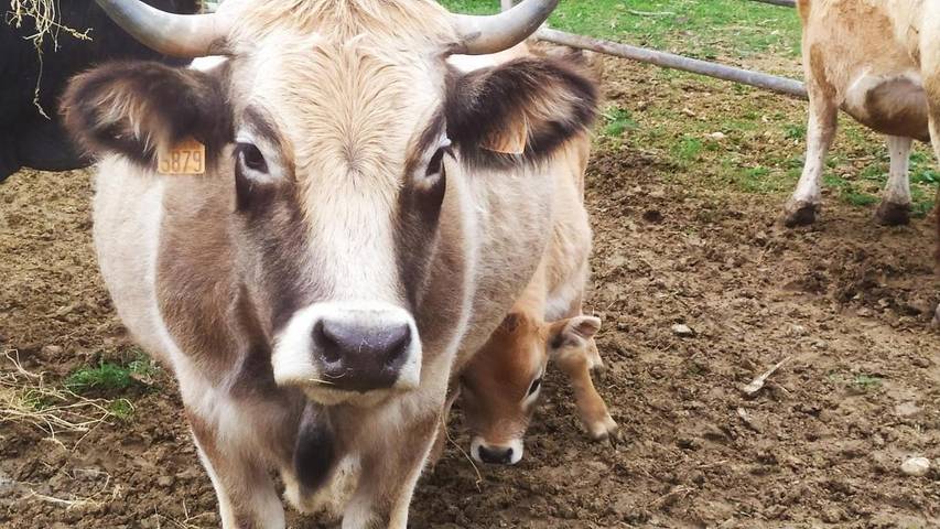 Location de vacances pour 4 personnes, avec jardin ainsi que vue et piscine à Lagrasse - 3