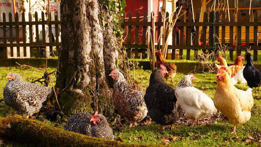 Bauernhof für 2 Personen, mit Garten und Terrasse in Landkreis Rosenheim - 3