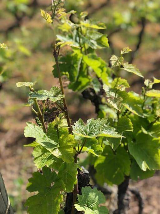 Gîte pour 6 personnes, avec terrasse ainsi que jardin et vue à Villié-Morgon - 3