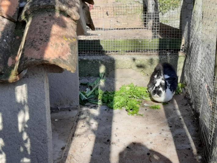 Casa rural para 10 personas, con jardín y vistas en Ripollès - 3
