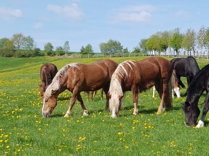 Ferienhaus für 3 Personen, mit Pool und Garten sowie Sauna in Naturpark Oberpfälzer Wald - 3