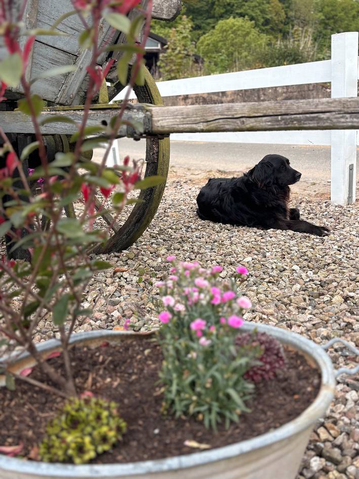 Bauernhof für 6 Personen, mit Garten, mit Haustier in Eider-Treene-Sorge - 3