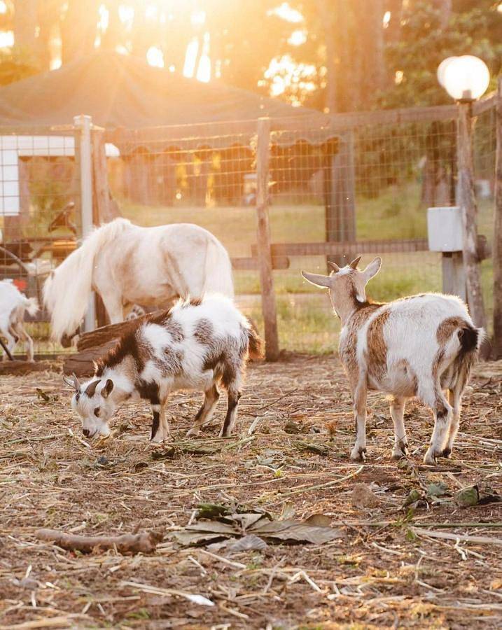 Isola Verde Camping Village in Nettuno, Provincia di Roma