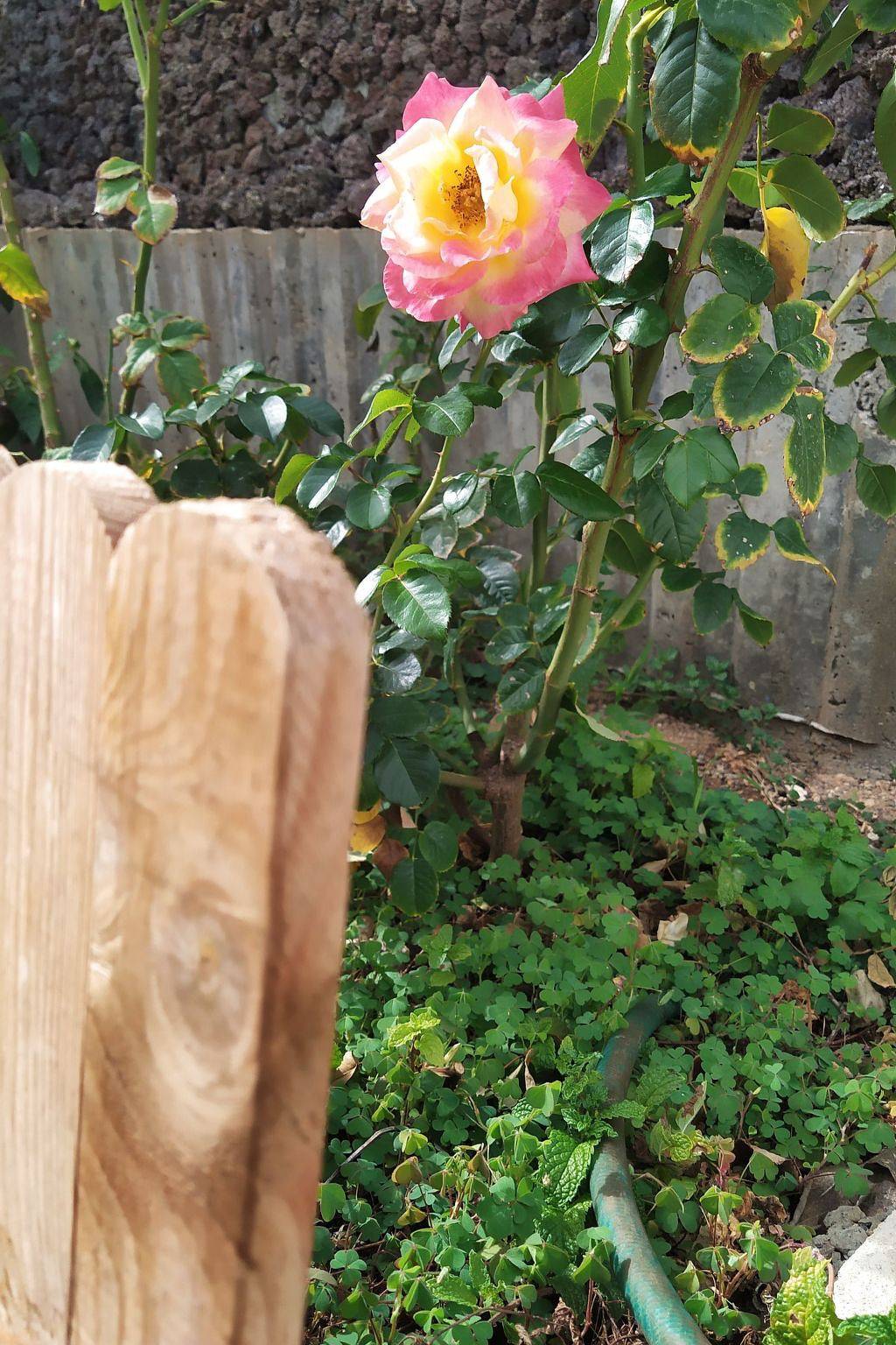 Edara Home - Haus mit privatem Garten in Marmolejos, Gáldar