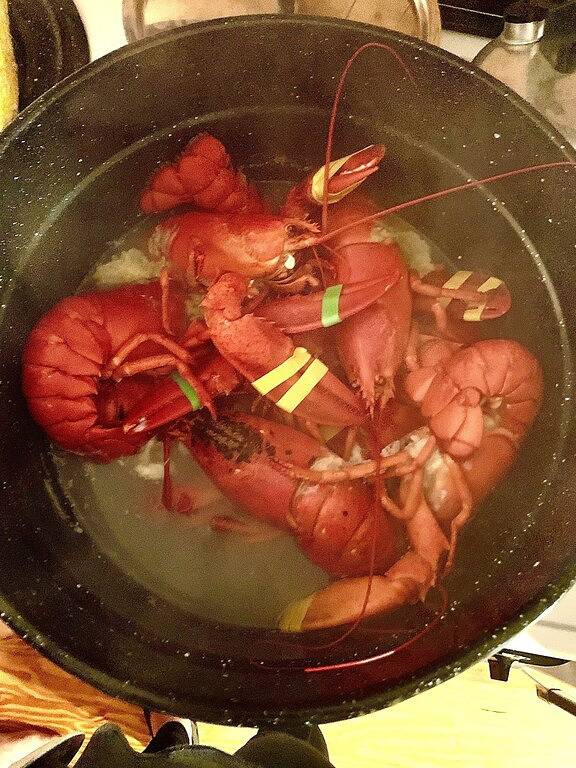 World’s highest tides! Pet friendly, bay front cottage with huge fenced yard. in Washington County (Maine)