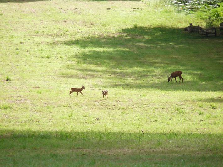 Gîte pour 10 personnes, animaux acceptés à Brinon-sur-Sauldre - 3