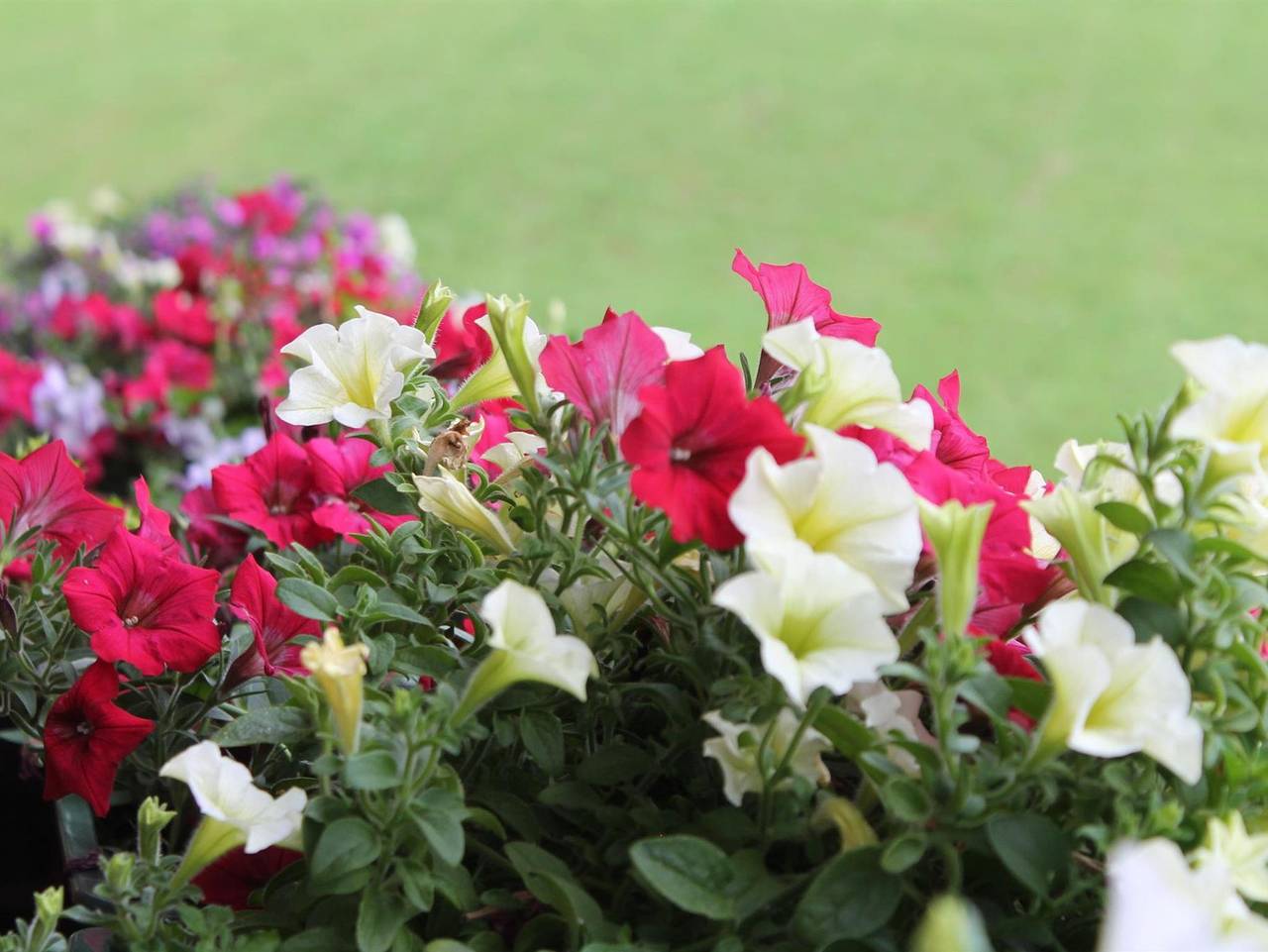 Hotel Sonne - Dz Bregenz od. Eisenstadt in Hopfgarten im Brixental, Kaisergebirge