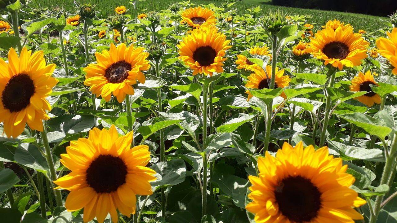 Ganze Ferienwohnung, Ferienwohnung für 2 Personen (30 m²) in Leichlingen in Leichlingen, Rheinisch-Bergischer Kreis