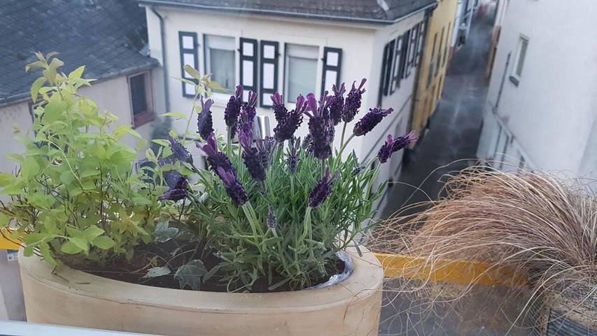 Ferienhaus für 8 Personen, mit Terrasse und Ausblick, kinderfreundlich in Alf - 4