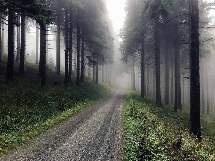 Bungalow für 3 Personen, mit Haustier in Sachsen - 4