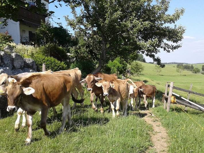 Ferienwohnung mit 1 Schlafzimmer in Oy-Mittelberg, Bayerisch Schwaben
