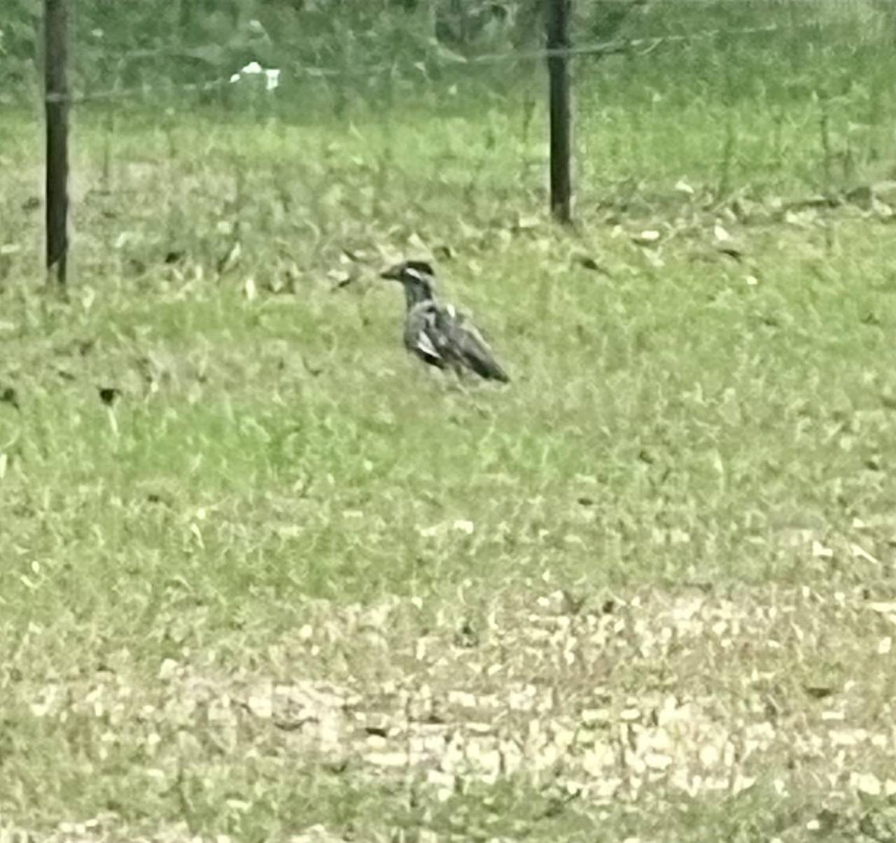 Stunning 1-Bed Glamping Tent in Cleveland in Texas