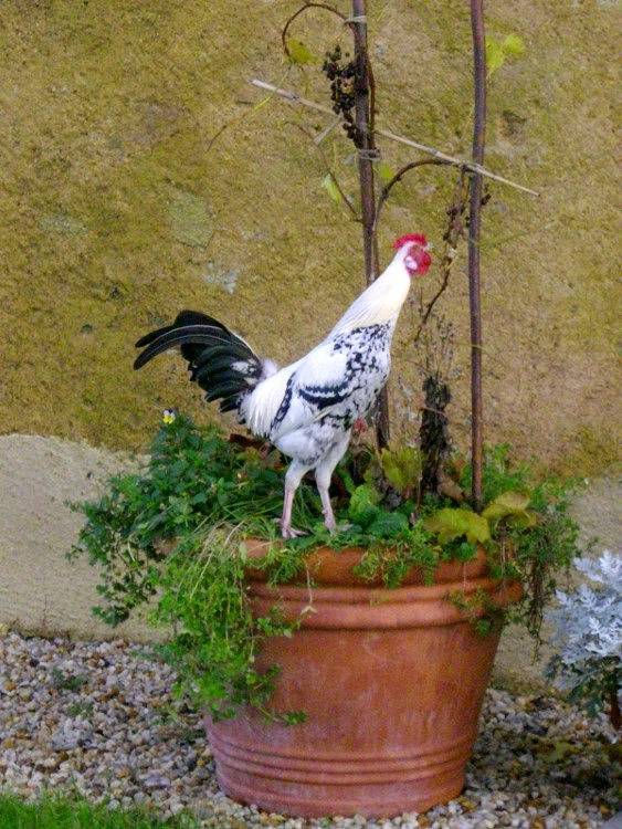 Gîte pour 4 personnes, avec terrasse dans Doué-en-Anjou - 4