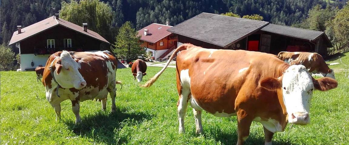 Hel lejlighed, Apartment "Platschgolerhof Bergluft" with Balcony and Wi-Fi in Tiers, Dolomiti Superski