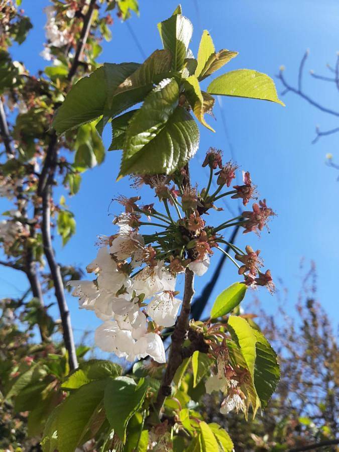 B&B L'Antico Ortale in Carovigno, Salento