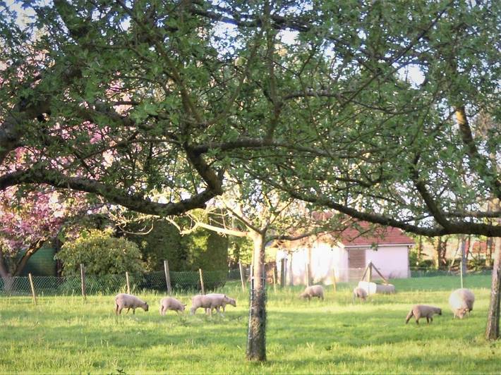 Location de vacances pour 8 personnes, avec jardin, animaux acceptés dans Criquetot-le-Mauconduit - 2