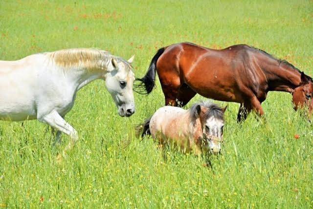 Casa rural para 16 personas, con vistas además de jardín y piscina en Archidona - 4