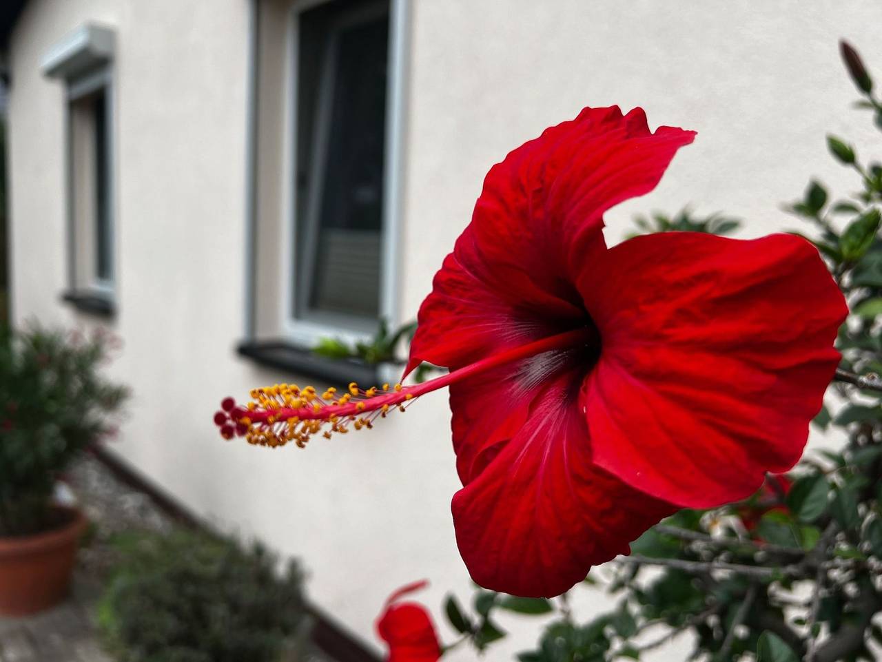 Ganze Ferienwohnung, Sterneferien Borchardt - Ferienhaus I in Zinnowitz, Usedomer Norden
