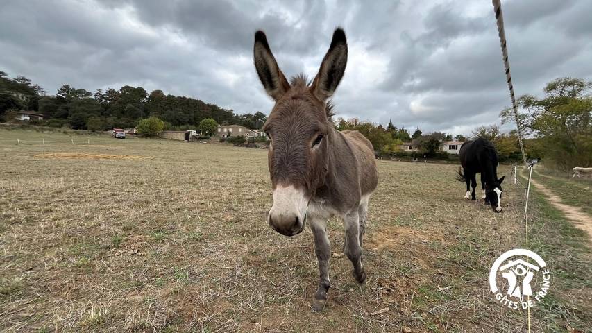 Gîte pour 6 personnes, avec piscine et jardin à Lagrasse - 4