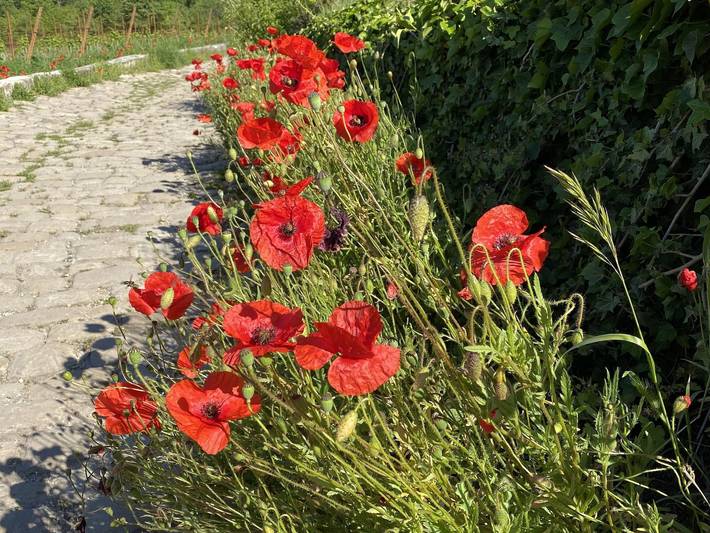 Ferienwohnung für 2 Personen, mit Terrasse in Neustadt an der Weinstraße - 3