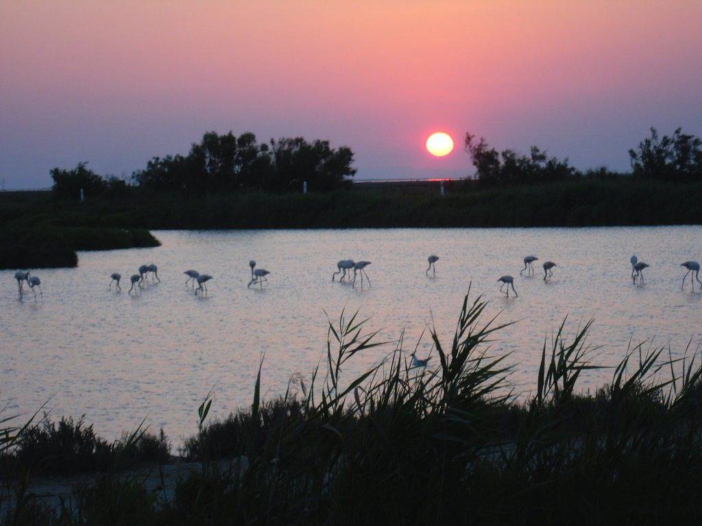 Suite Les Flamants avec vue petit déj climatisation - Chambre in Saintes-Maries-de-la-Mer, Région d'Arles