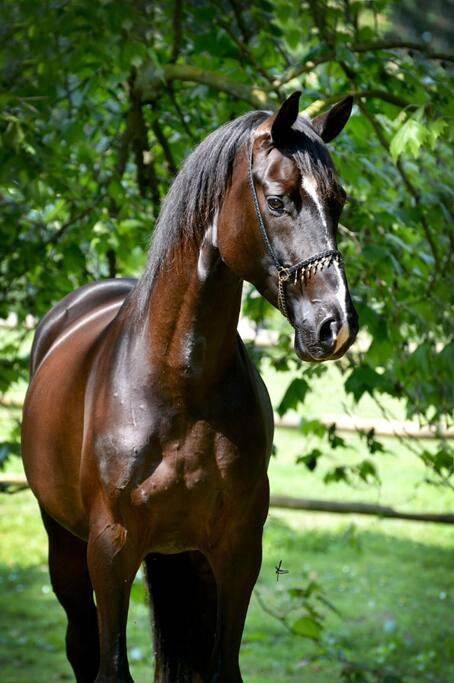 Gîte pour 2 personnes, avec jardin ainsi que jacuzzi et balcon dans Airan - 2